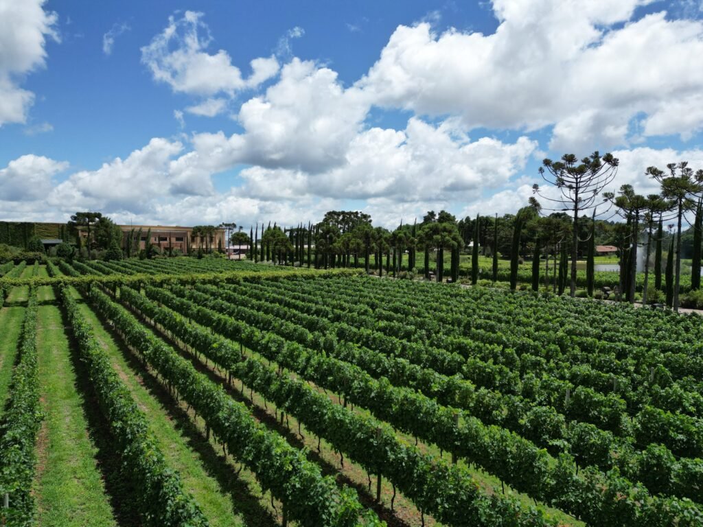 Vinícola Campestre