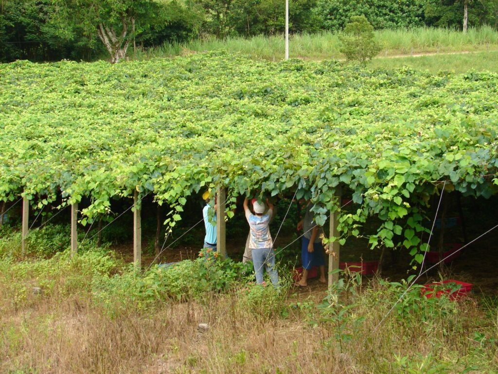 Vigna Mazon