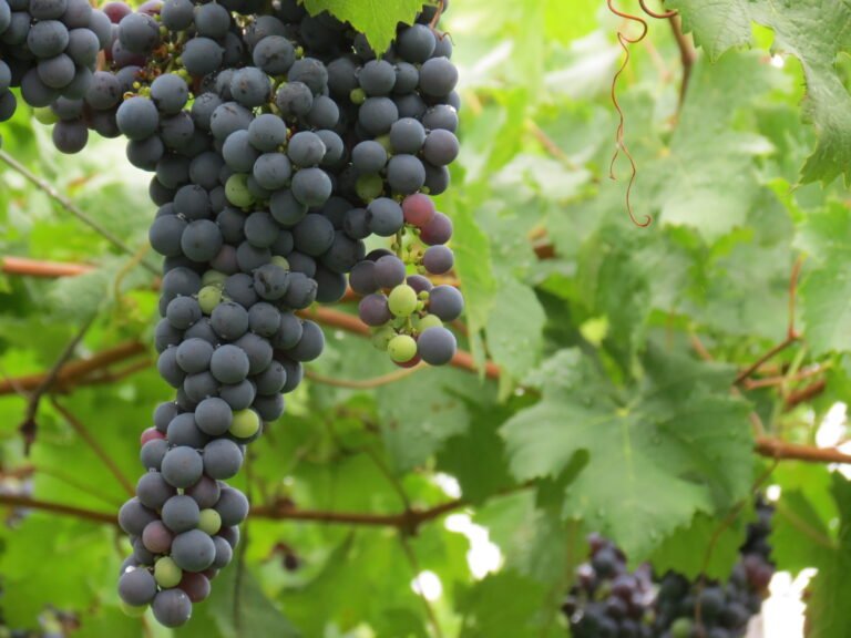 Vinhos e Sabores com Maria Fumaça: Um Dia Inteiro no Vale dos Vinhedos