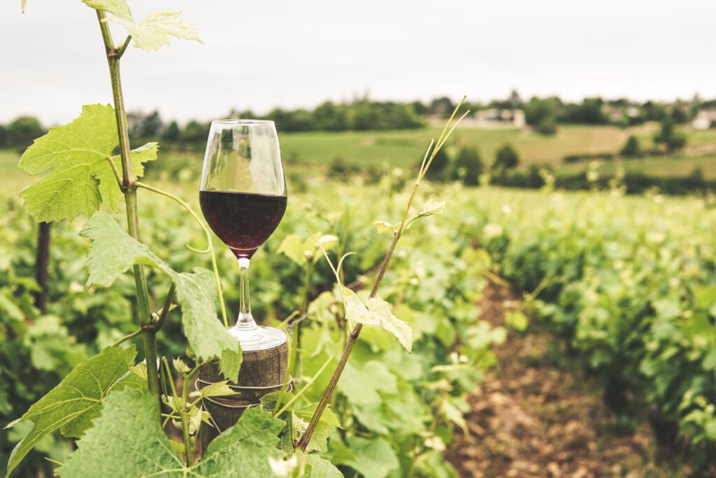 Descubra os Segredos das Vinícolas do Sul do Brasil