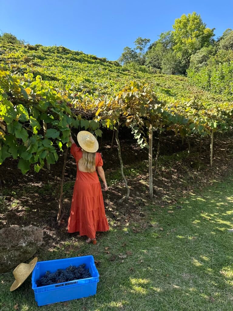 Visitante colhendo uvas durante a vindima, na Serra Gaúcha (RS)