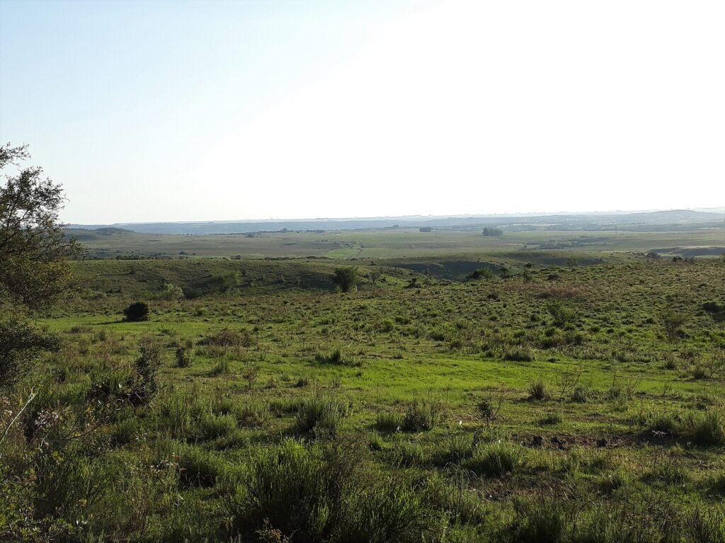 Campo do bioma Pampa na APA do Ibirapuitã, na fronteira oeste do RS