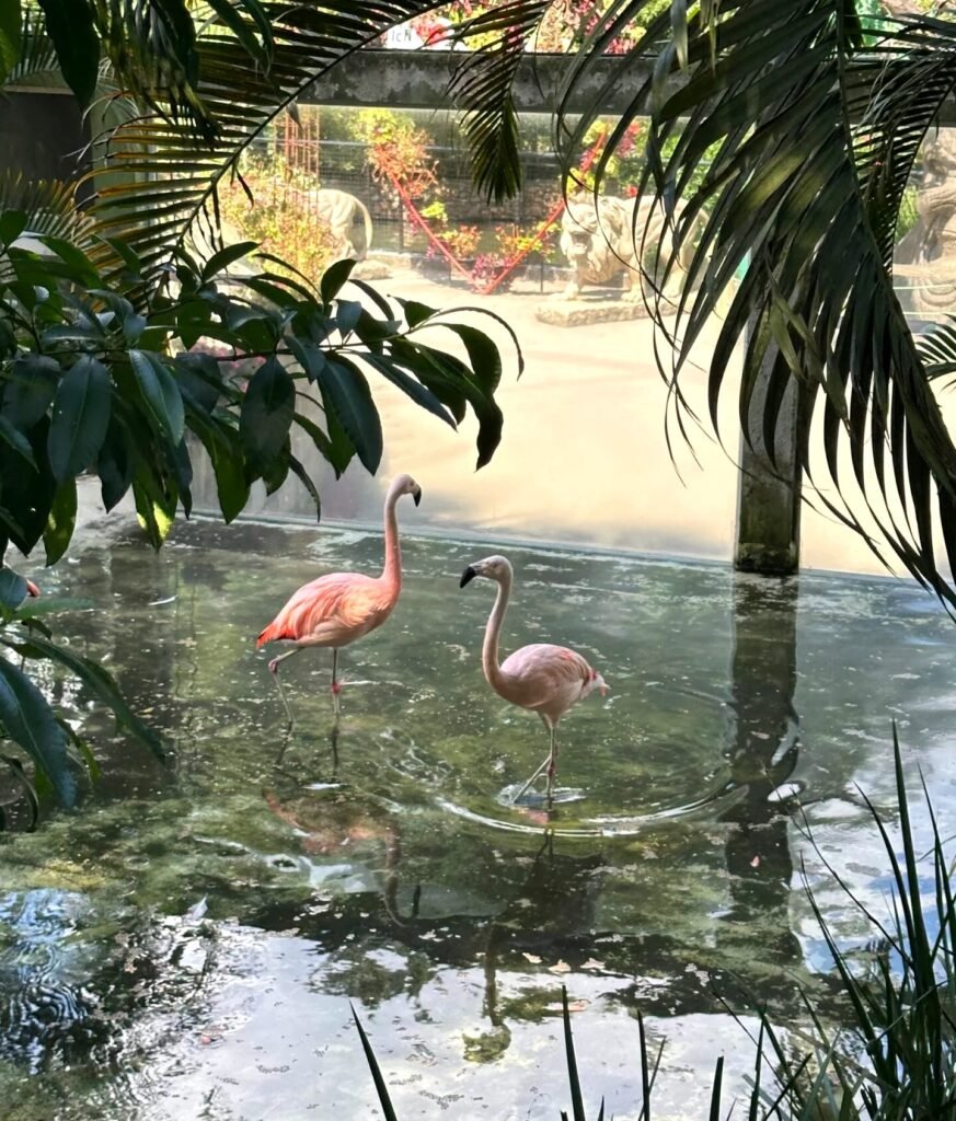 Flamingos no Zoo Pomerode, em Santa Catarina