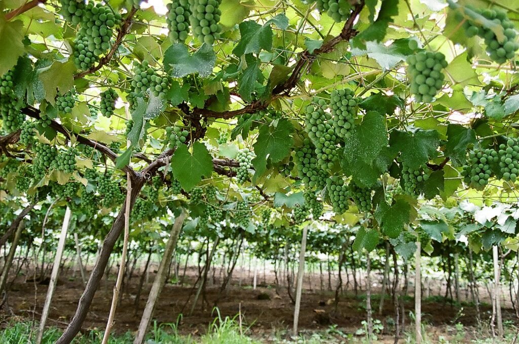 Cachos de uva em parreira do Vale dos Vinhedos (RS)